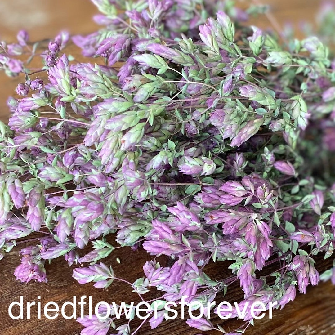 Purple Oregano Santa Cruz Dried Flowers DIY