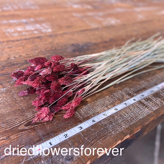 Red Burgundy Phalaris Dried Flowers DIY