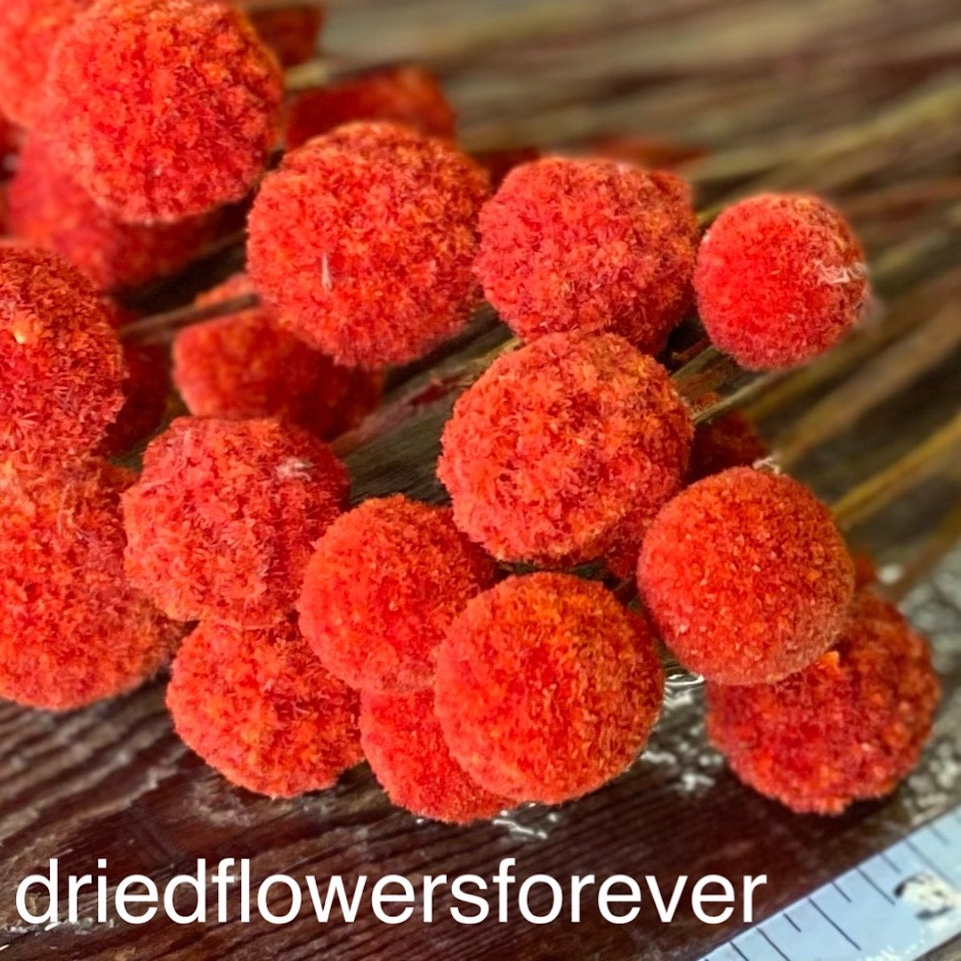 Red Orange Scarlet Billy Balls Craspedia Dried Flowers DIY