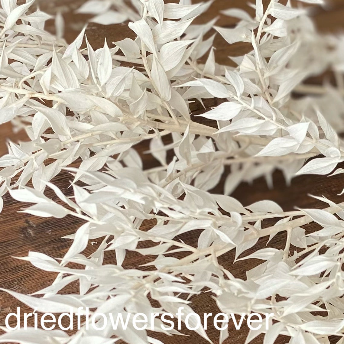Ruscus Bleached White Ivory Dried Flowers DIY
