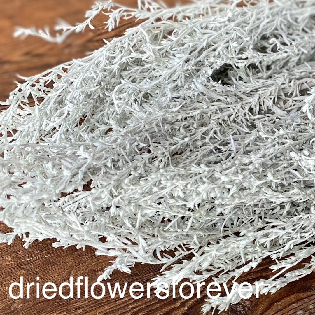 Silver King Grey Gray Artemisia Dried Flower DIY
