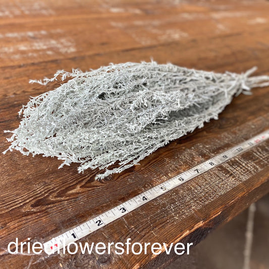 Silver King Grey Gray Artemisia Dried Flowers DIY