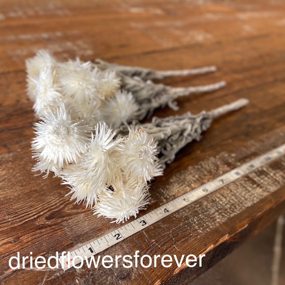 White Bleached Everlasting Dried Flowers DIY