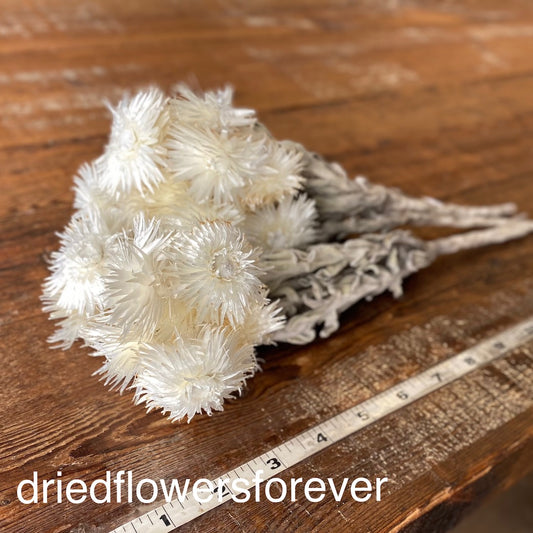 White Bleached Everlasting Dried Flowers DIY
