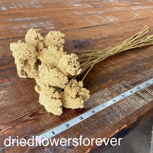 Yellow Yarrow Gold Dried Flowers DIY