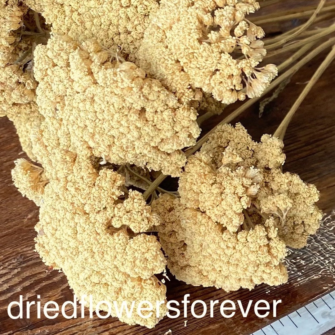 Yellow Yarrow Golden Dried Flower DIY