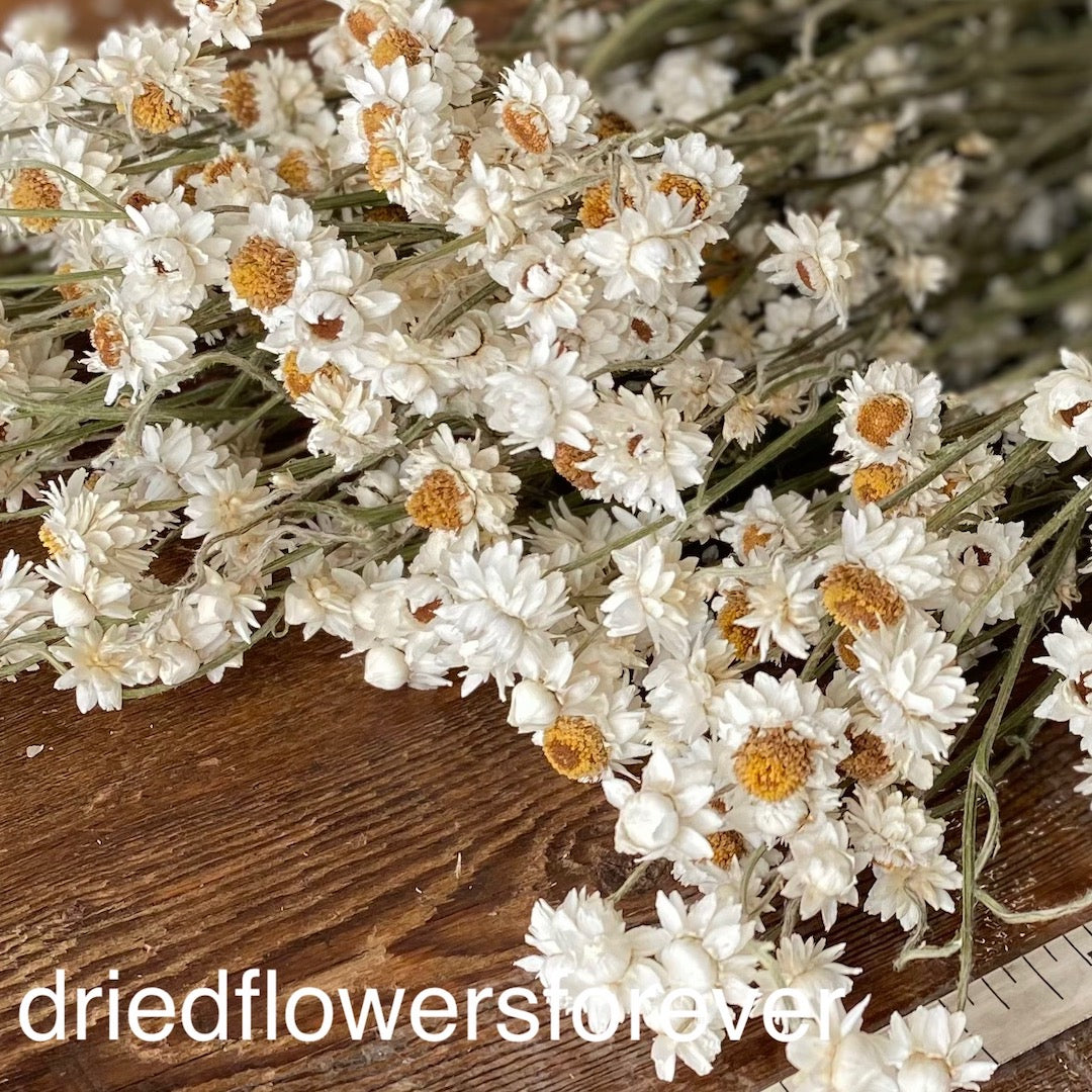 Ammobium Winged Everlasting Dried Flowers DIY Bundle