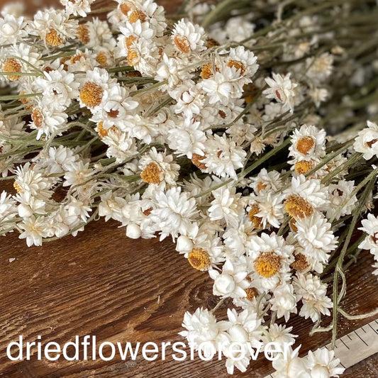 Winged Everlasting (Amobium) - Dried Flowers Forever - DIY