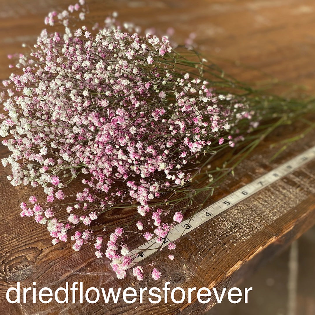 Baby’s Breath - Gypsophila - Pink - Dried Flowers Forever - DIY