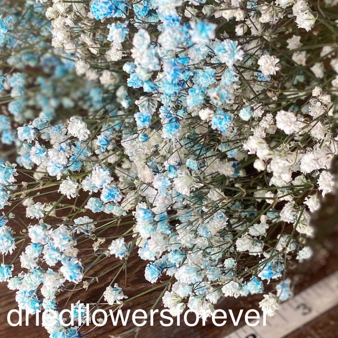 babys breath blue dried flowers DIY