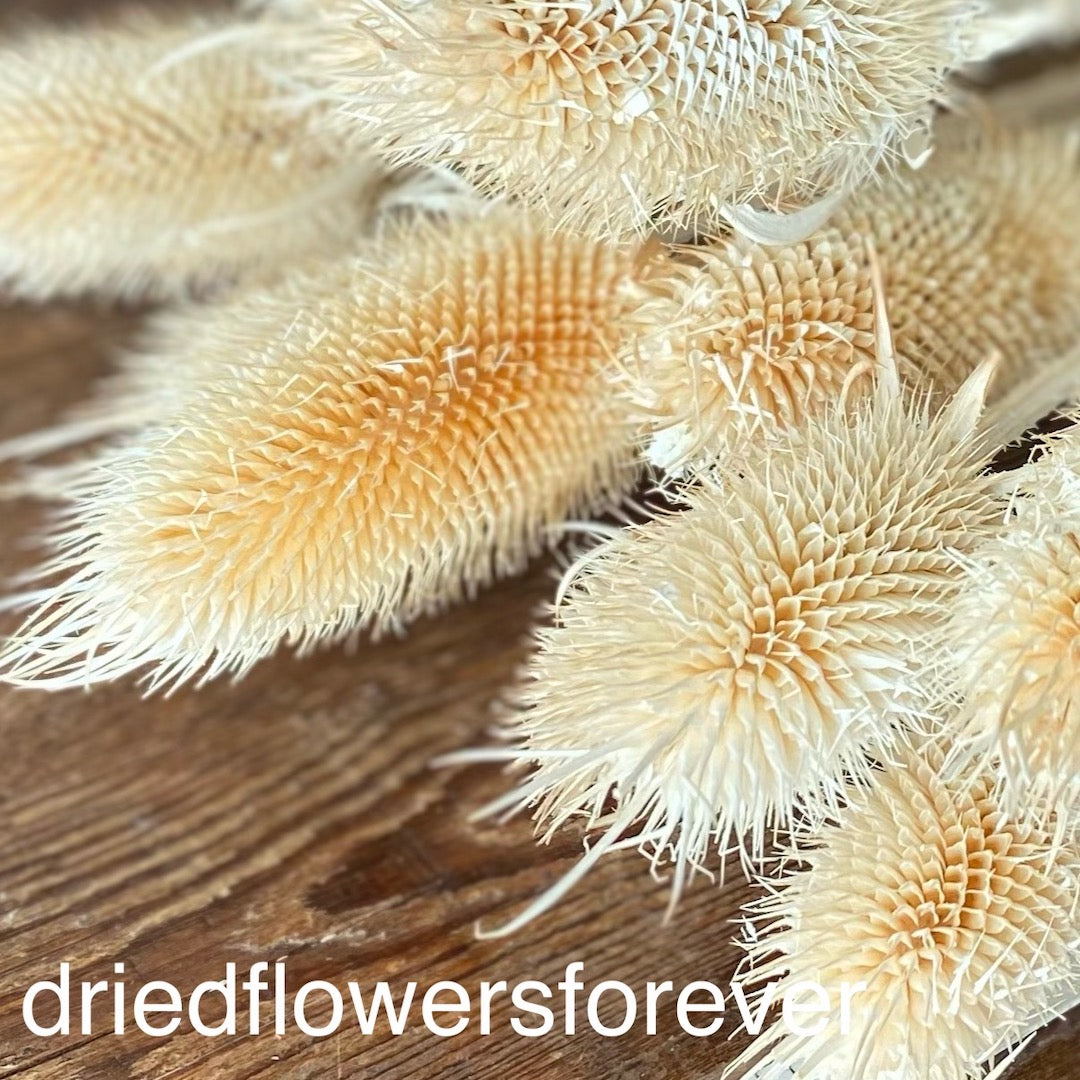 bleached white cream ivory thistle dried flowers DIY