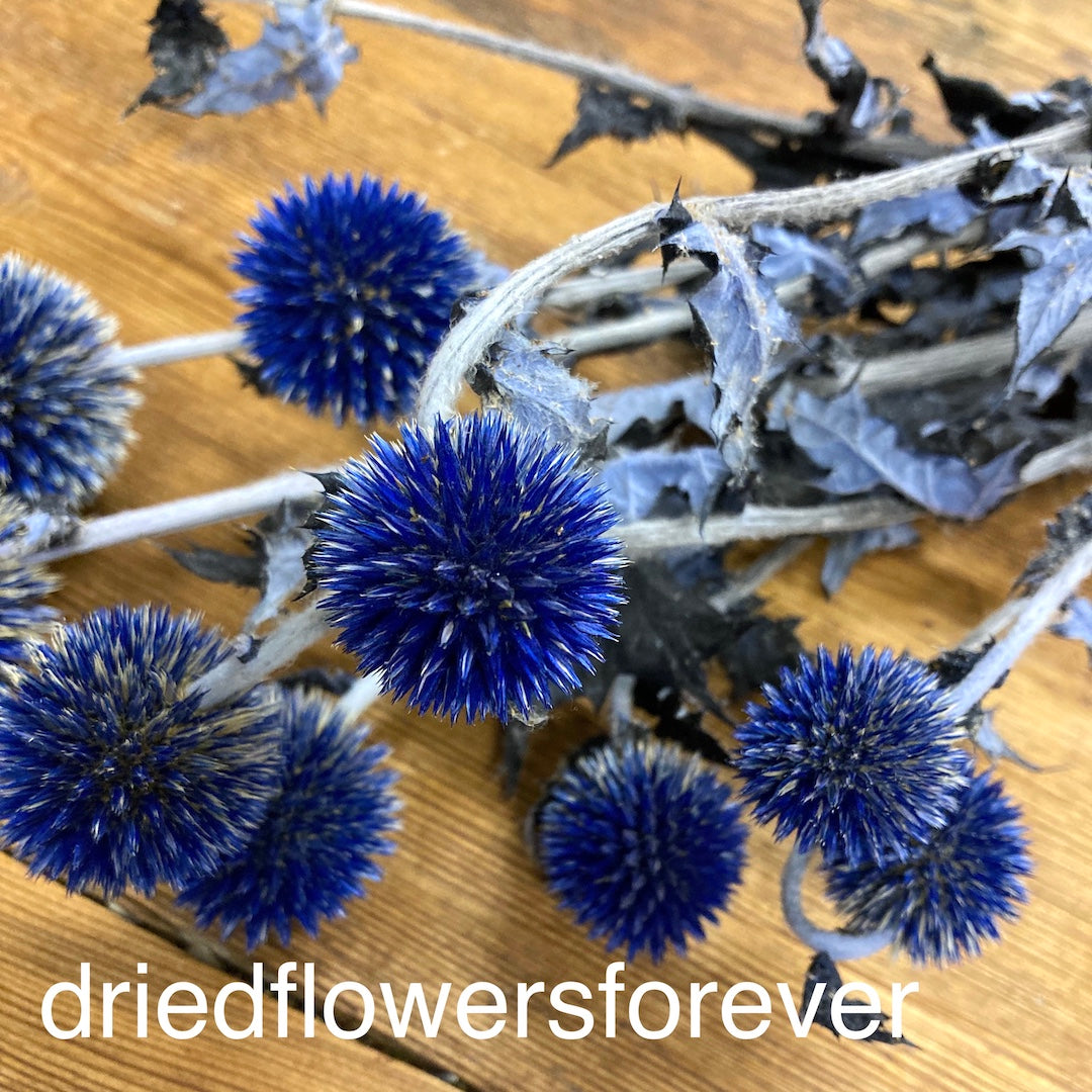 Blue Dried Echinops Globe Thistles Dried Flowers