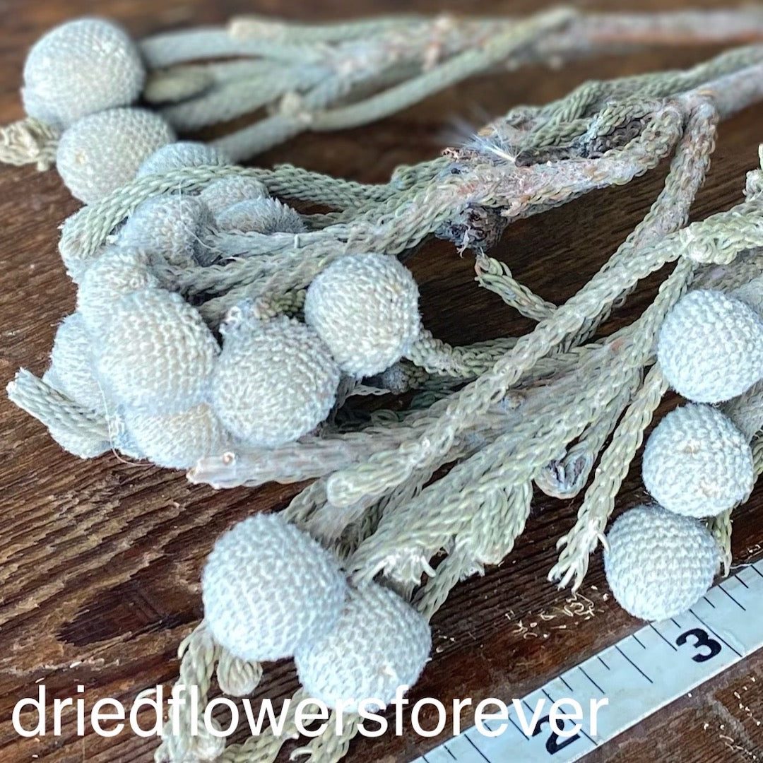 Brunia Silver Gray Natural Dried Flowers DIY