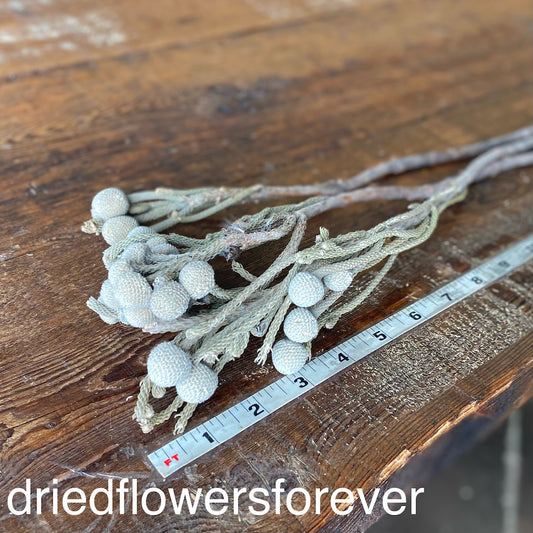 Brunia Silver Gray Natural Dried Flowers DIY