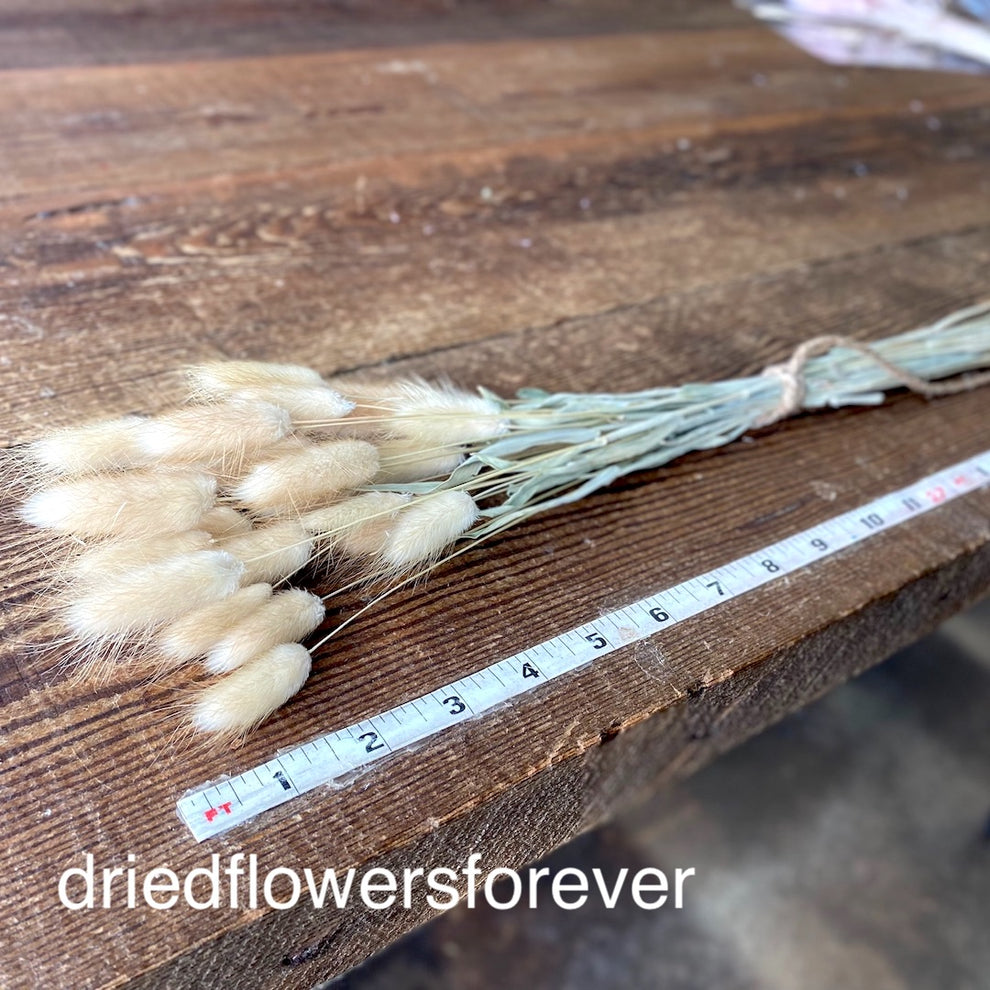 Bunny Tail Grass Lagurus Dried Flowers Forever DIY