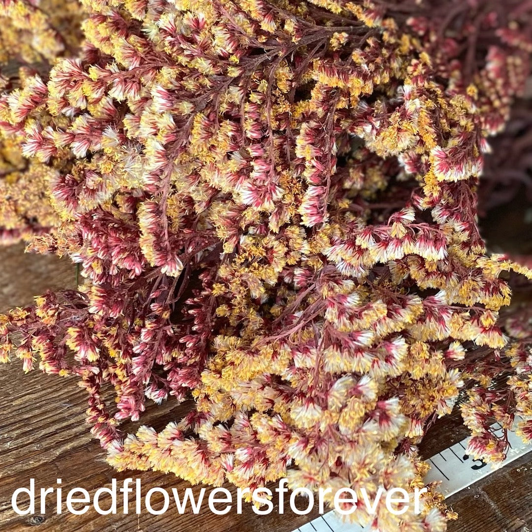 Burgundy Red Goldenrod Dried Flowers DIY