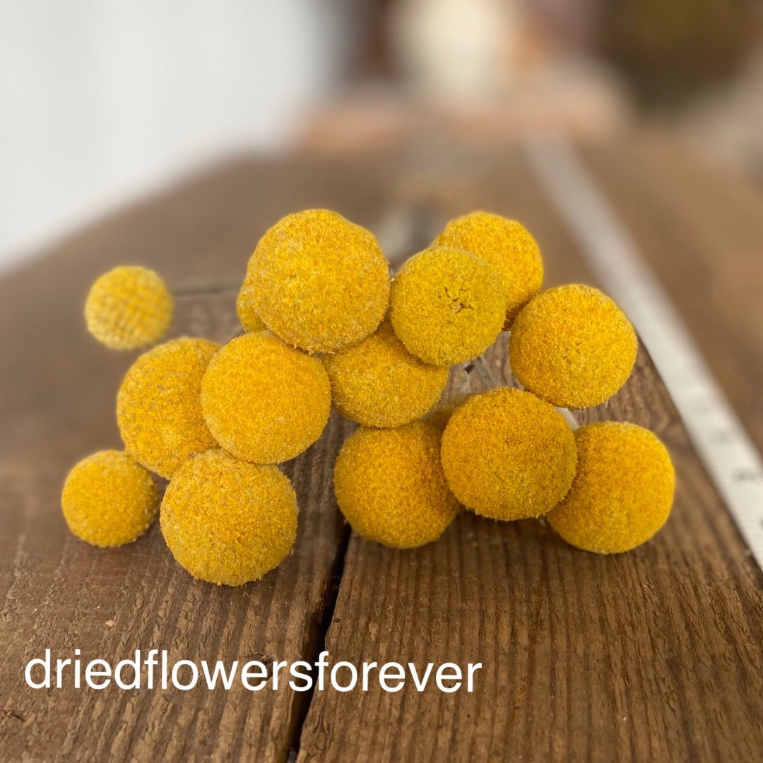 Yellow dried craspedia billy balls flowers