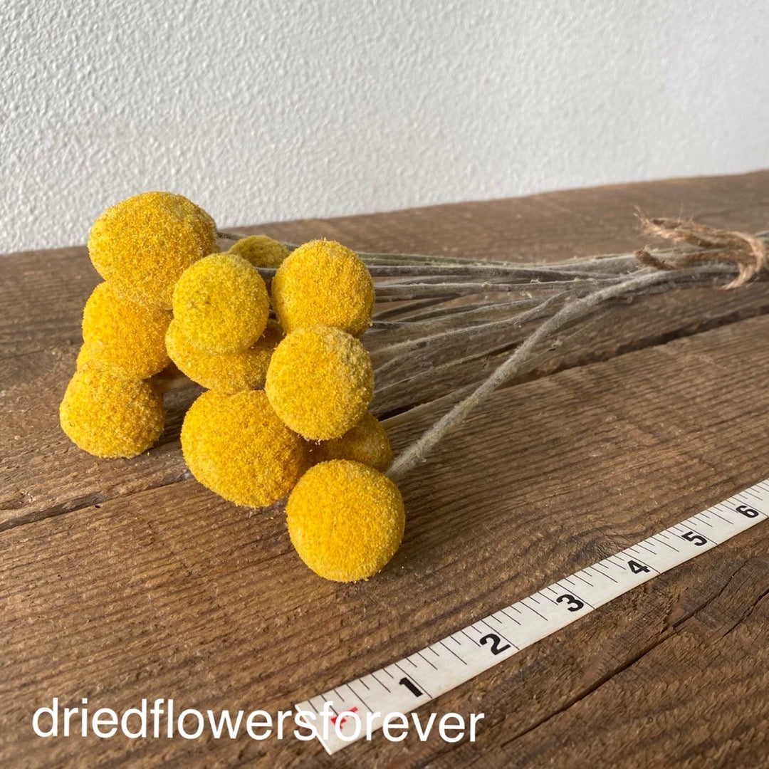 Dried yellow flowers golden craspedia billy balls