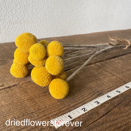 Yellow Dried Sanfordii Flowers - 18-22