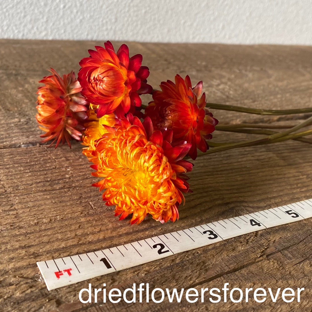 Strawflower - Orange - Helichrysum - DIY Dried Flowers-5 Stemmed