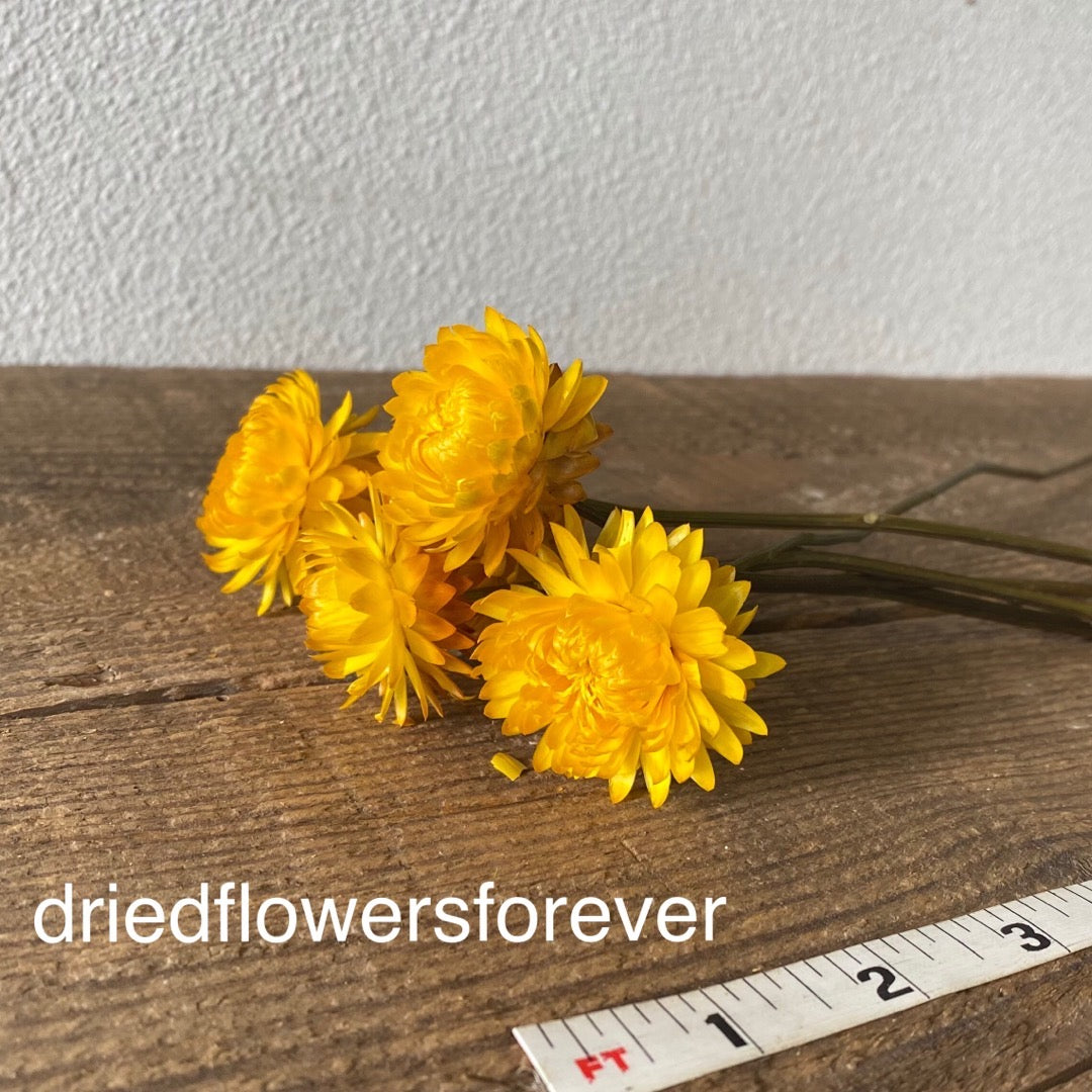https://driedflowersforever.com/cdn/shop/products/dried_stemmed_straw_flowers_yellow_gold.jpg?v=1609857390&width=1445