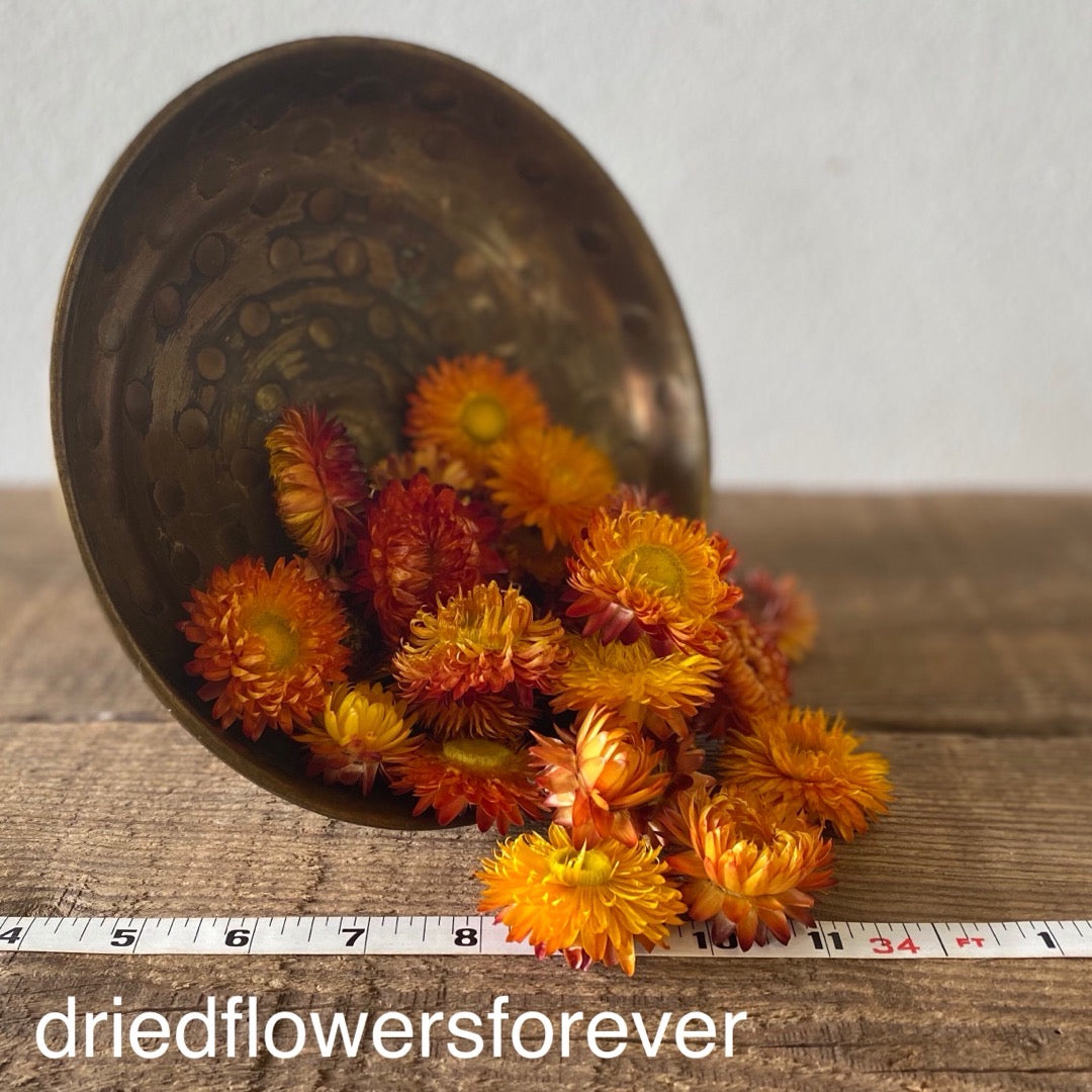 Orange straw flower heads dried flowers