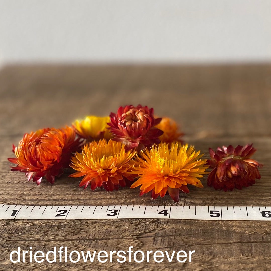 Dried strawflower orange flowers heads