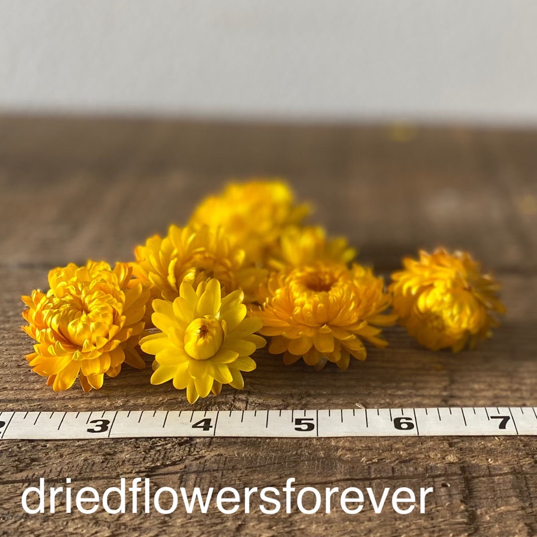 Dried straw flowers yellow gold heads