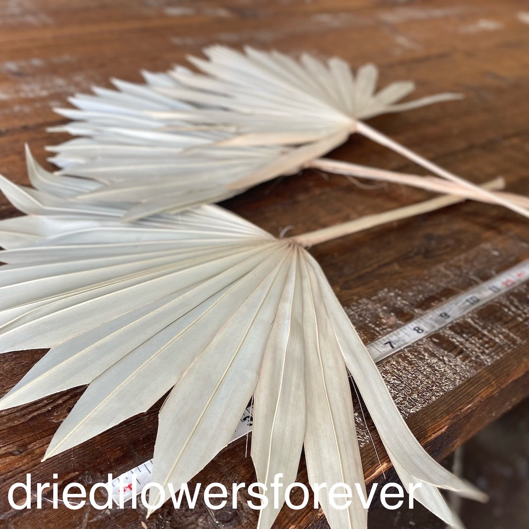 fan palm spear neutral dried flowers bleached white DIY
