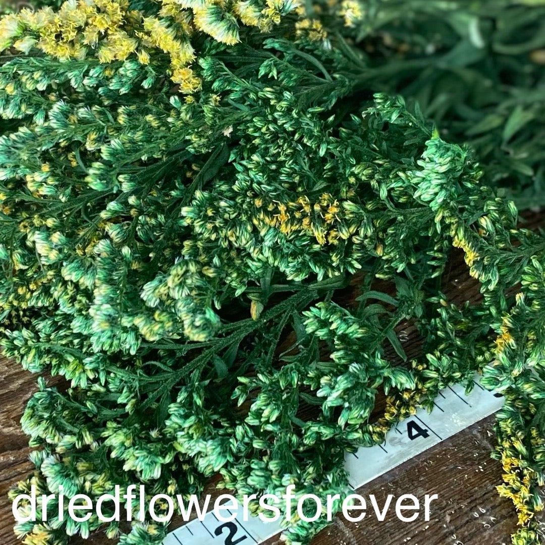 Green Goldenrod Dried Flowers DIY