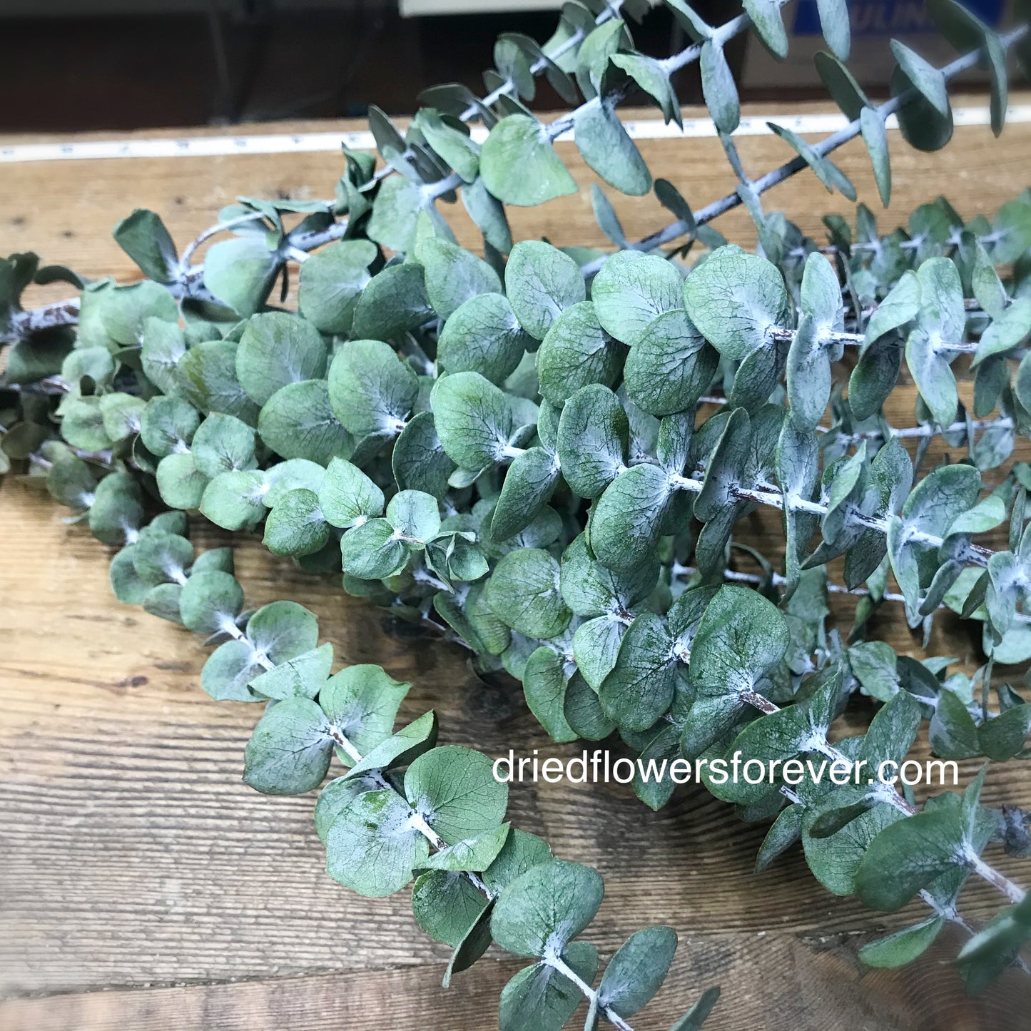 Eucalyptus - Spiral - Green (Preserved)