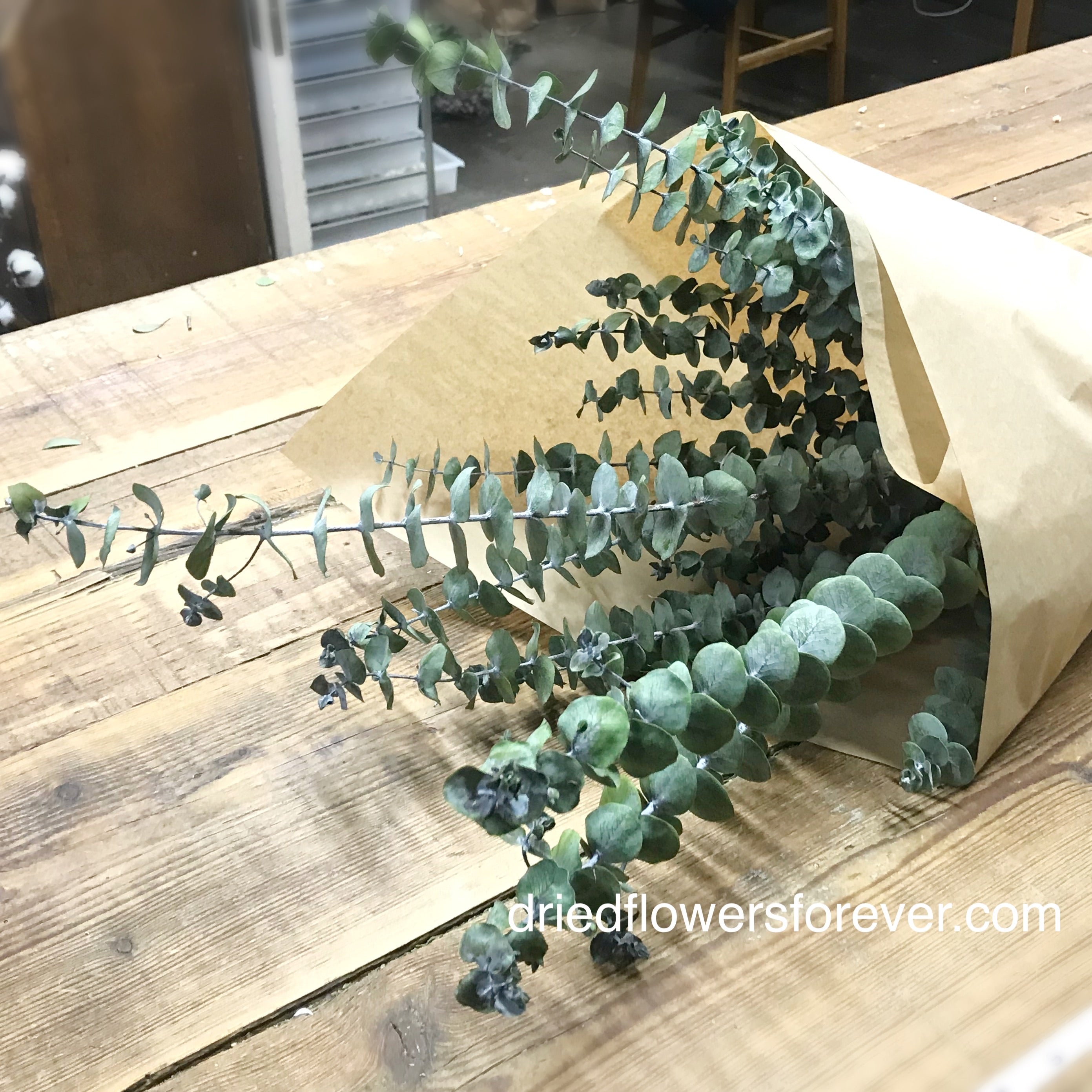 Spiral Eucalyptus - Green (Preserved) - Dried Flowers Forever - DIY