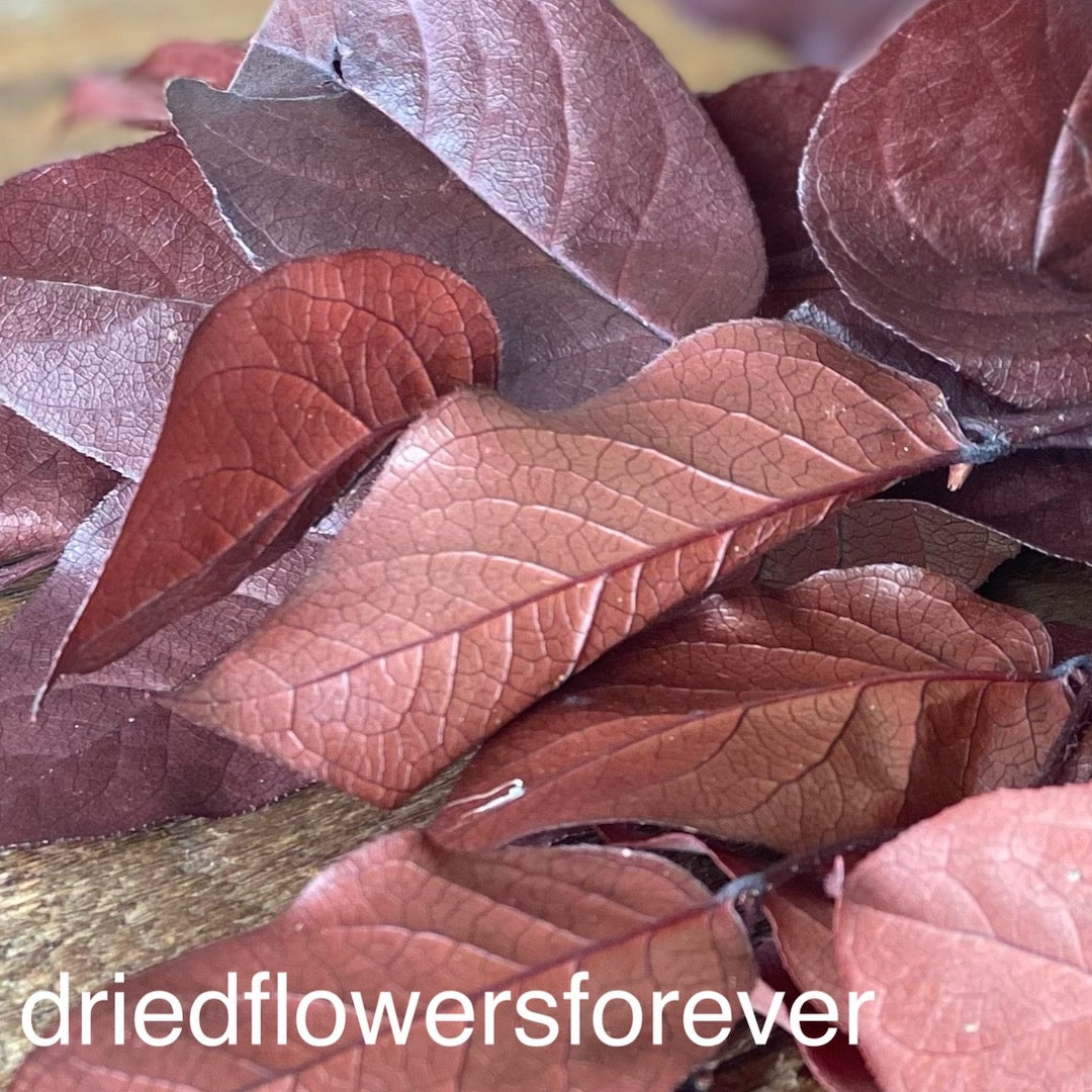 Lemon Leaf Salal natural burgundy red dried flowers DIY
