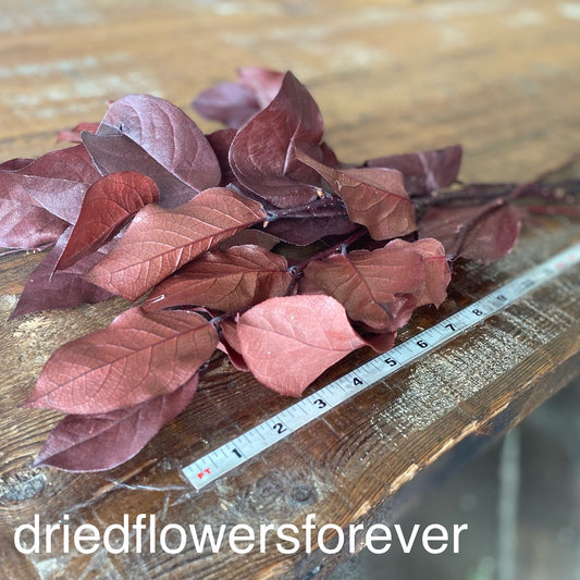 Lemon Leaf Salal natural burgundy red dried flowers DIY