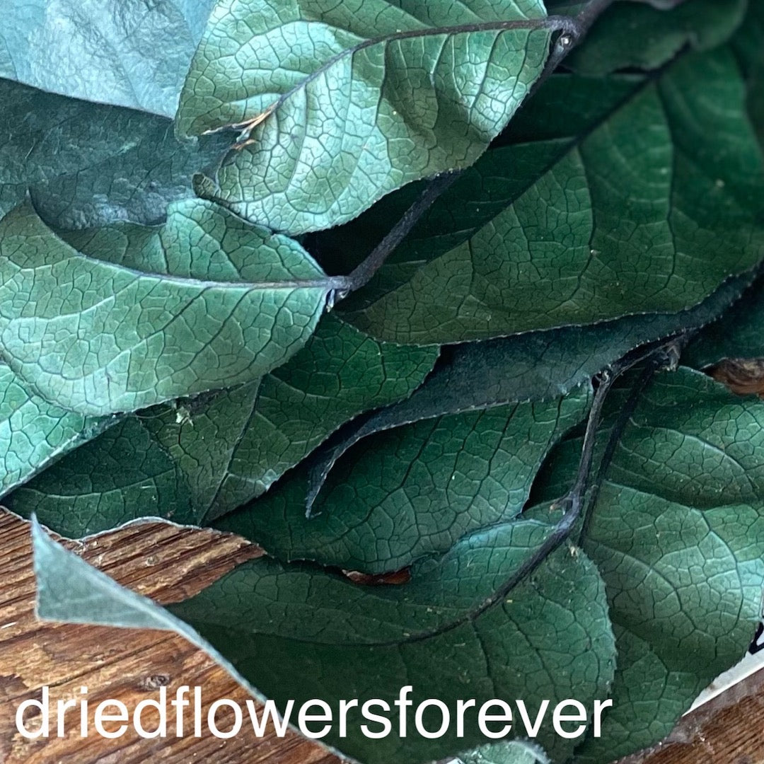 Leaf Salal Natural Emerald Green Brown Dried Flowers DIY