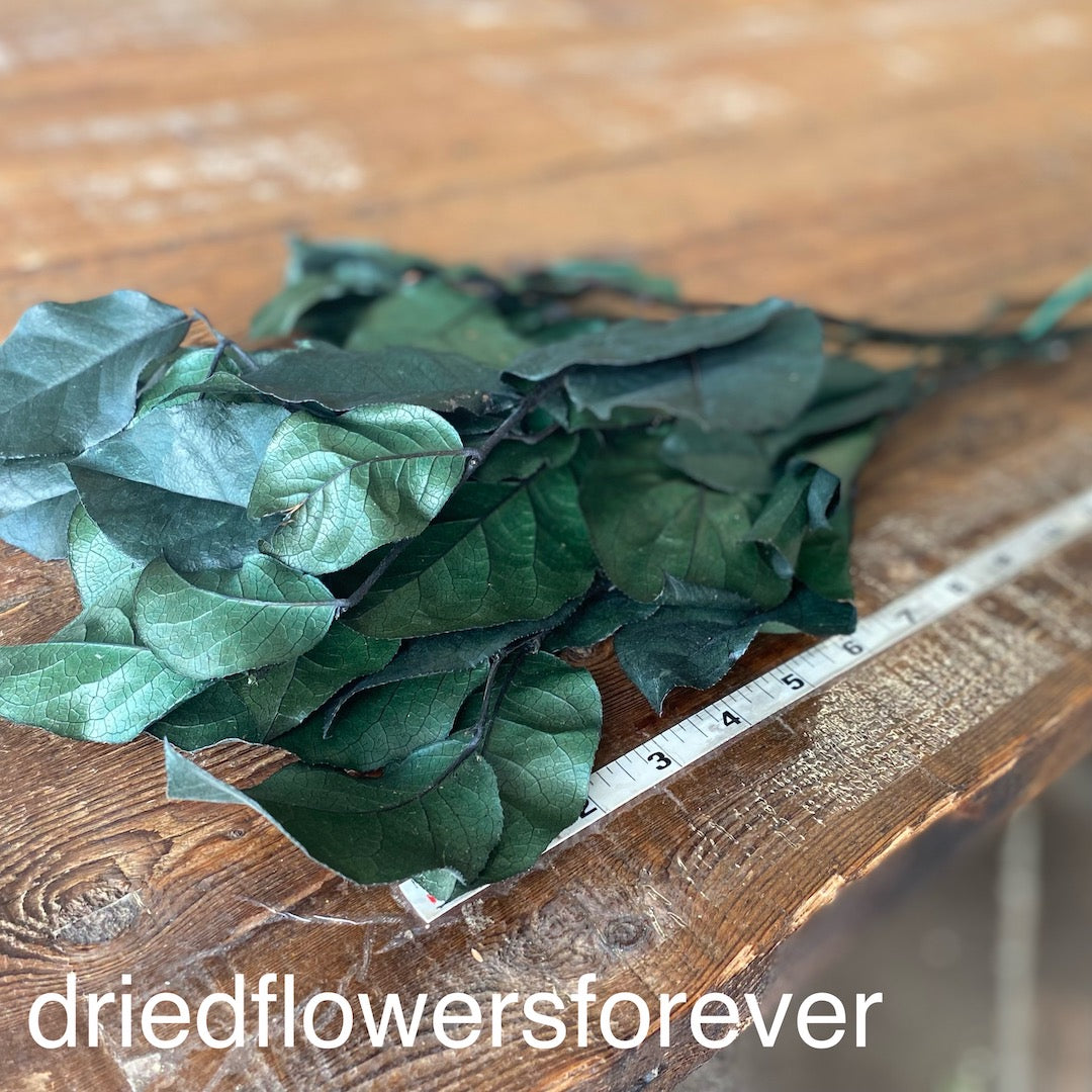 Leaf Salal Natural Emerald Green Brown Dried Flowers DIY