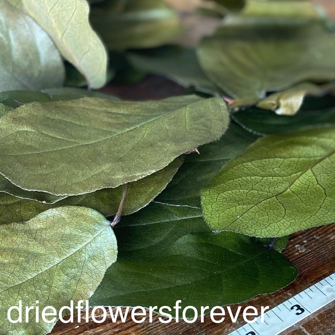 leaf Salal natural olive green dried flowers DIY