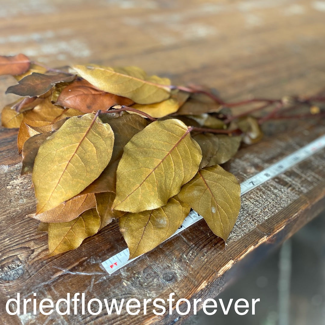 lemon leaf Salal natural amber yellow brown dried flowers DIY
