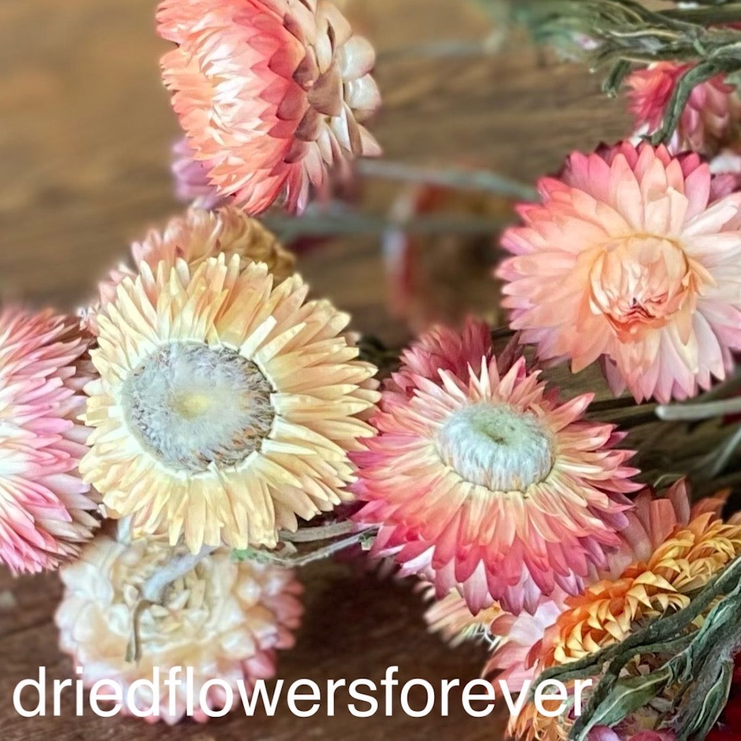 light orange strawflower dried flowers diy