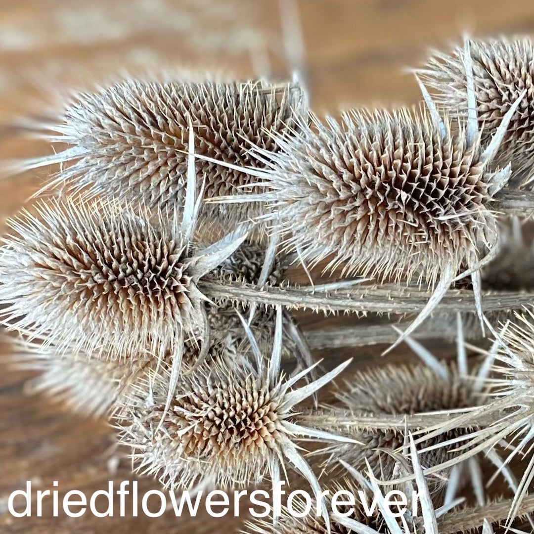 Natural Brown Neutral Thistle Dried Flowers DIY