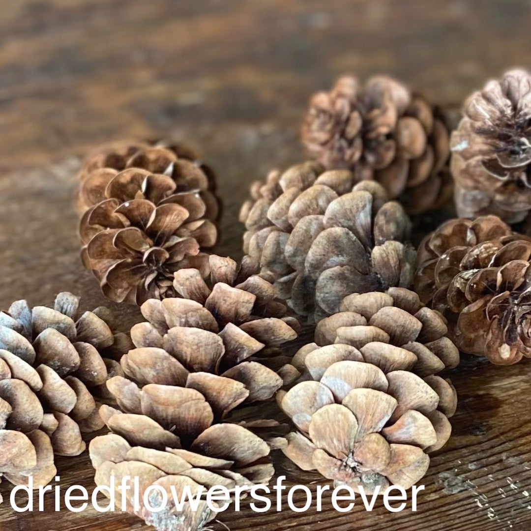 Natural Brown Pine Cone Dried Flowers DIY