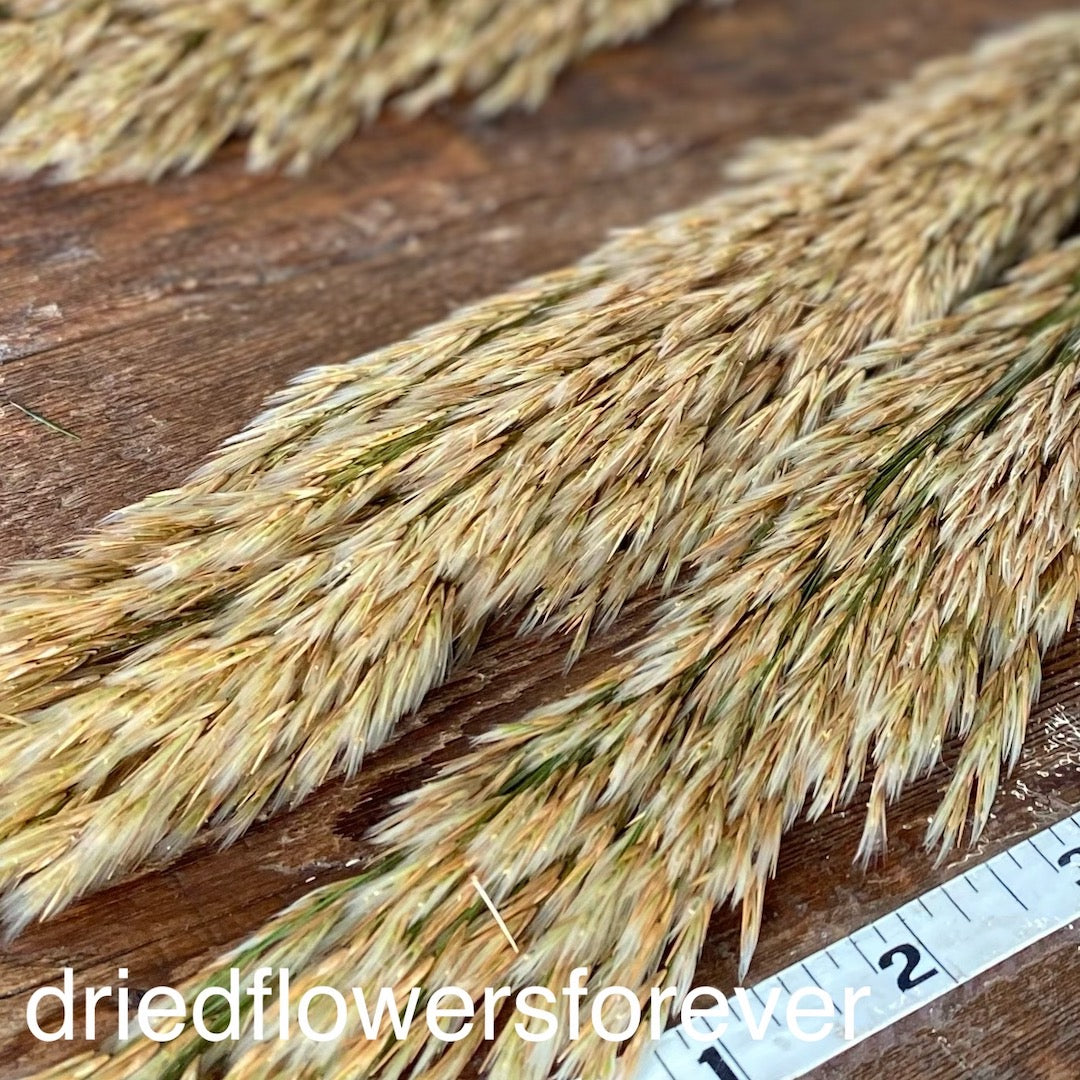 Natural Neutral Preserved Reed Grass Dried Flowers DIY