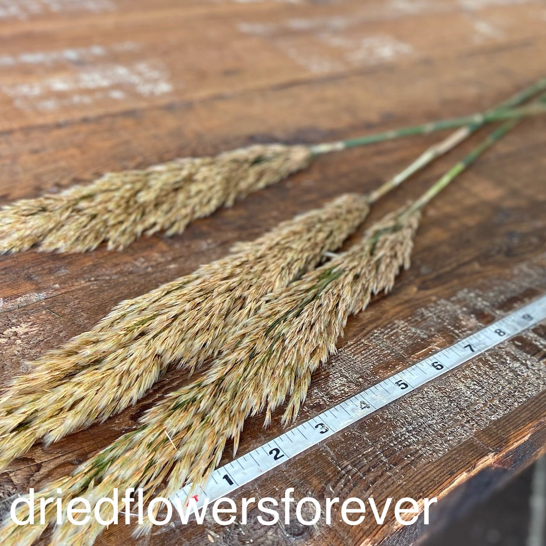 Natural Neutral Preserved Reed Grass Dried Flowers DIY