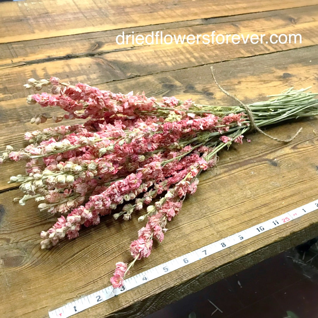pink dried Larkspur delphinium flowers