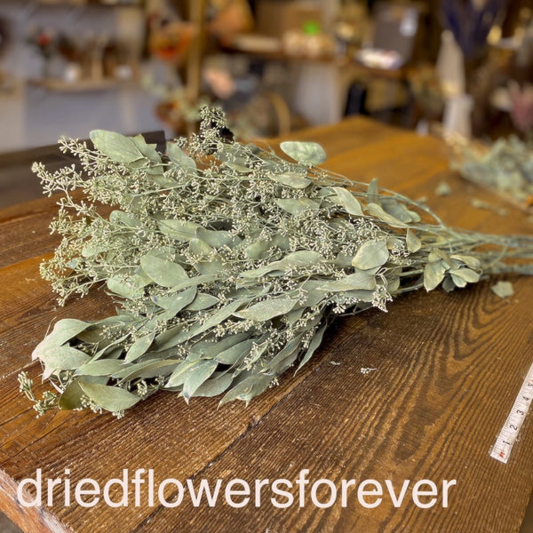 Preserved Seeded Eucalyptus - Pale Green - Dried Flowers Forever - DIY