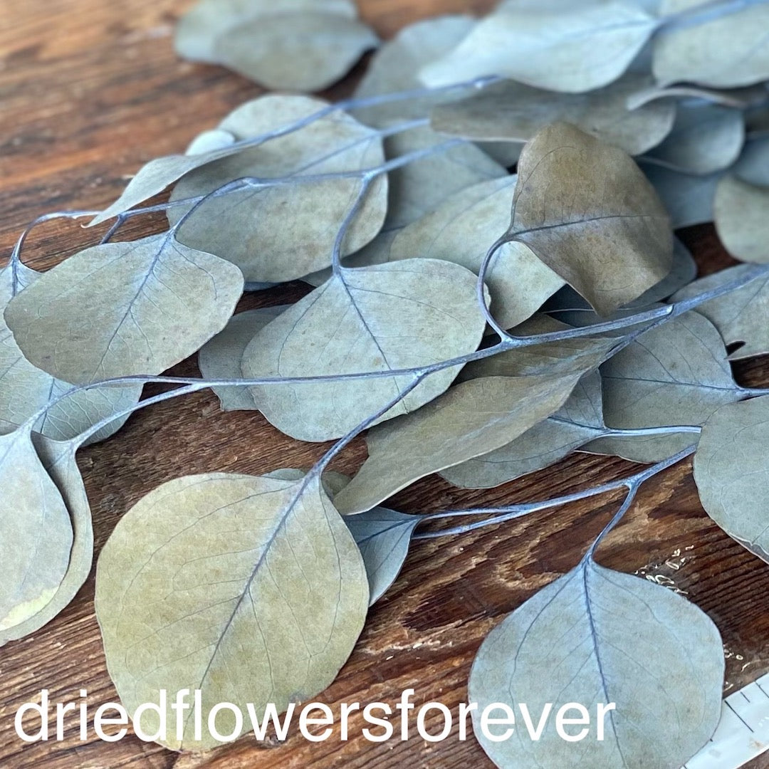 Preserved Natural Olive Silver Dollar Eucalyptus Dried Flowers DIY