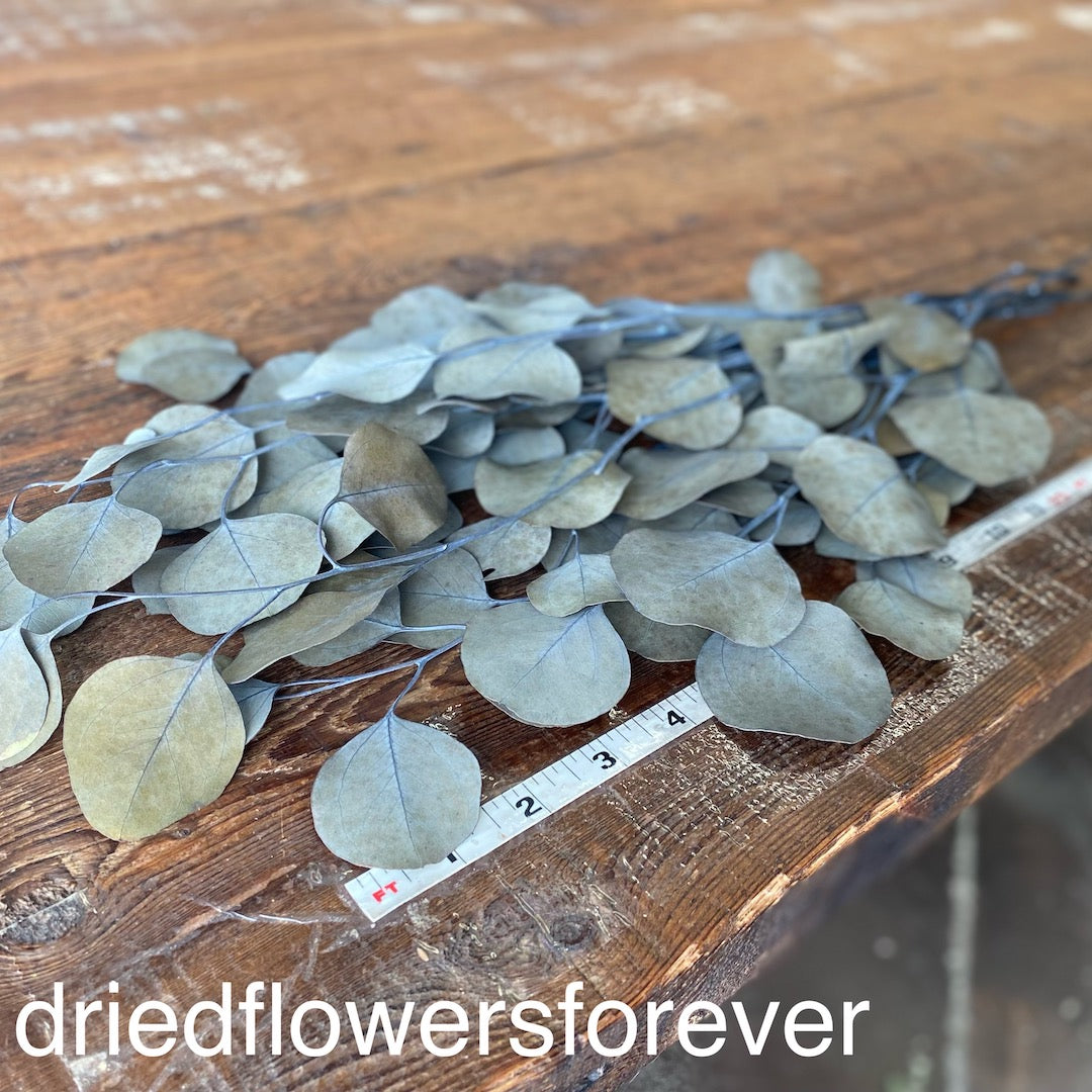 Silver Dollar Eucalyptus Seeds Silver dollar eucalyptus seeds