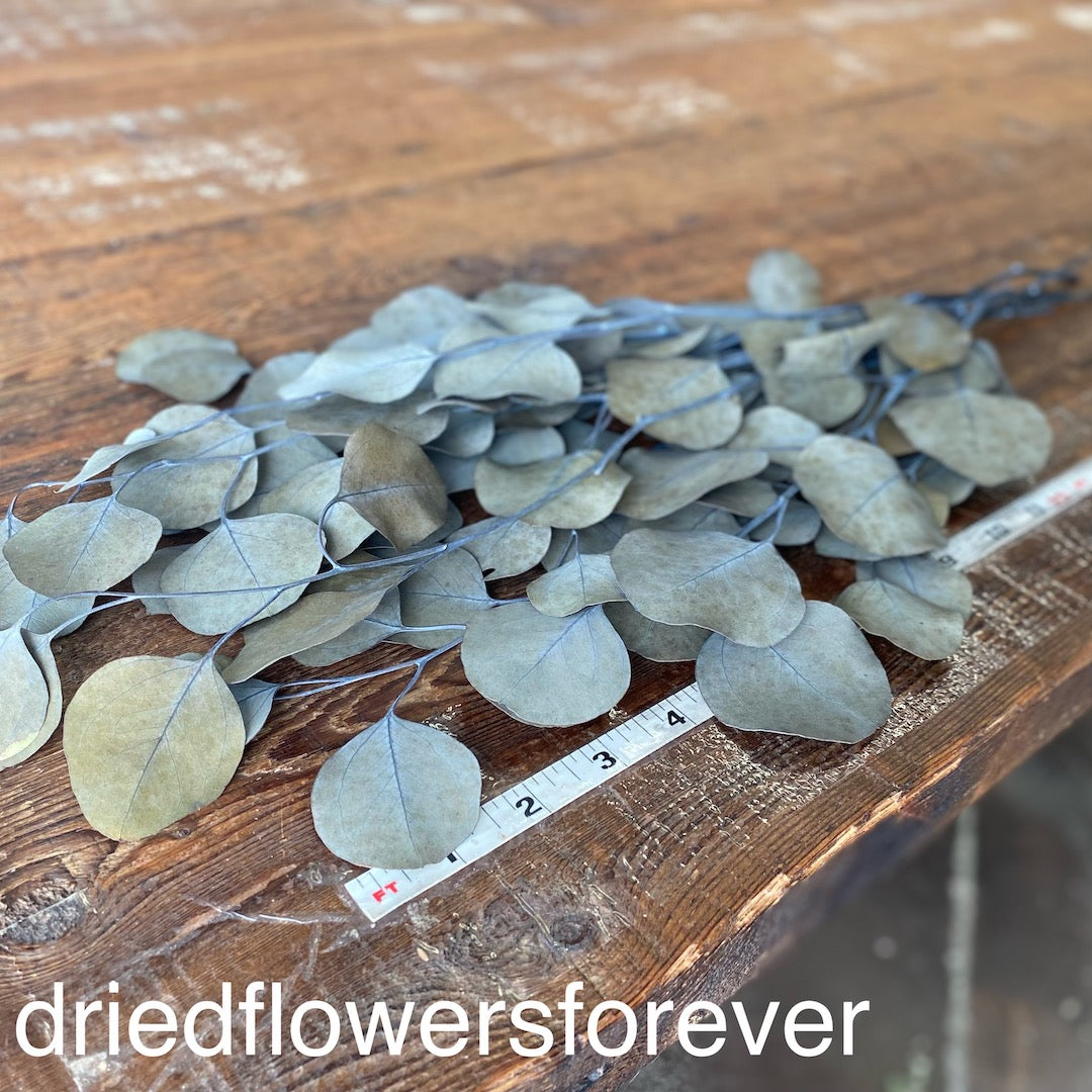 Preserved Natural Olive Silver Dollar Eucalyptus Dried Flowers DIY