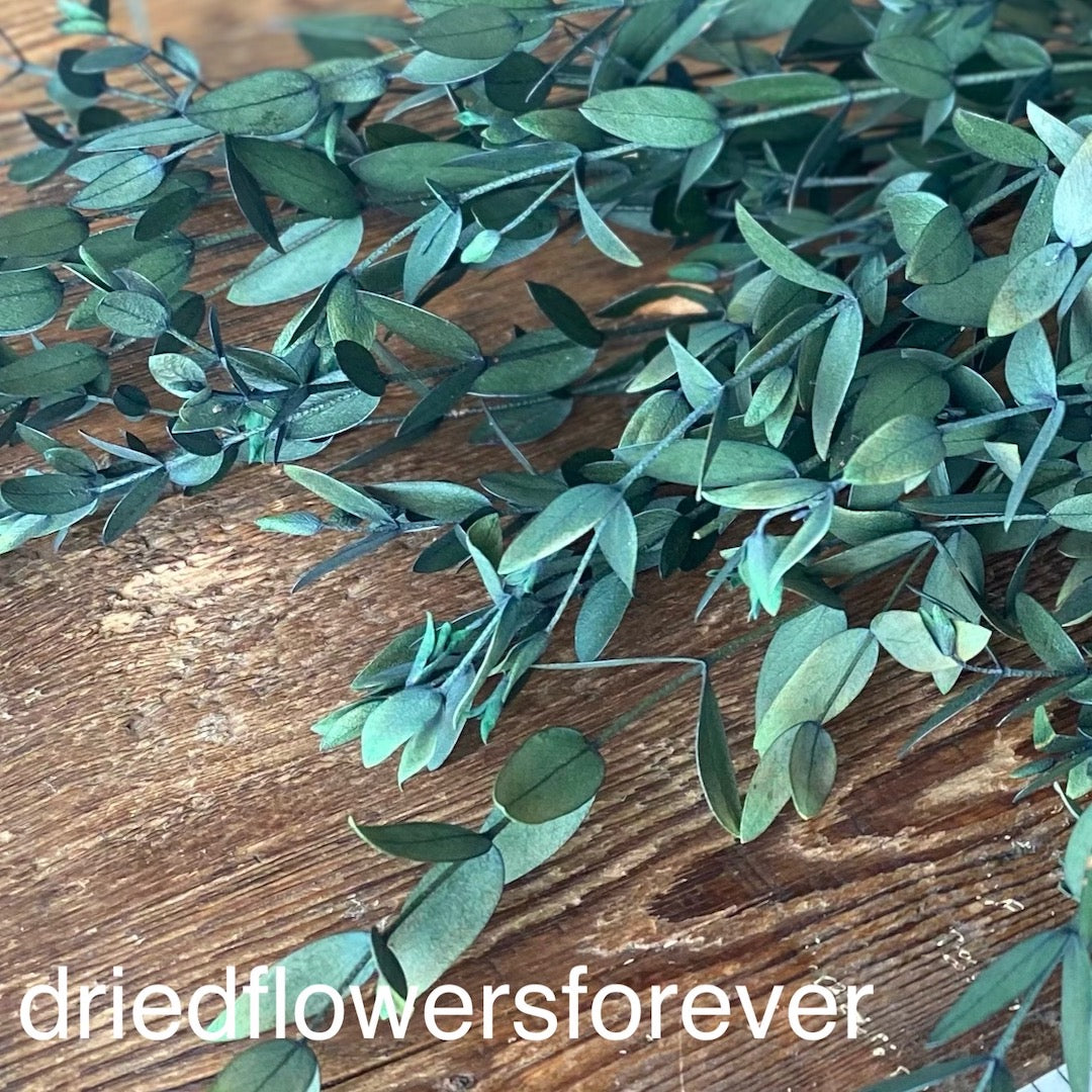 Preserved parvfolio green dried flowers DIY