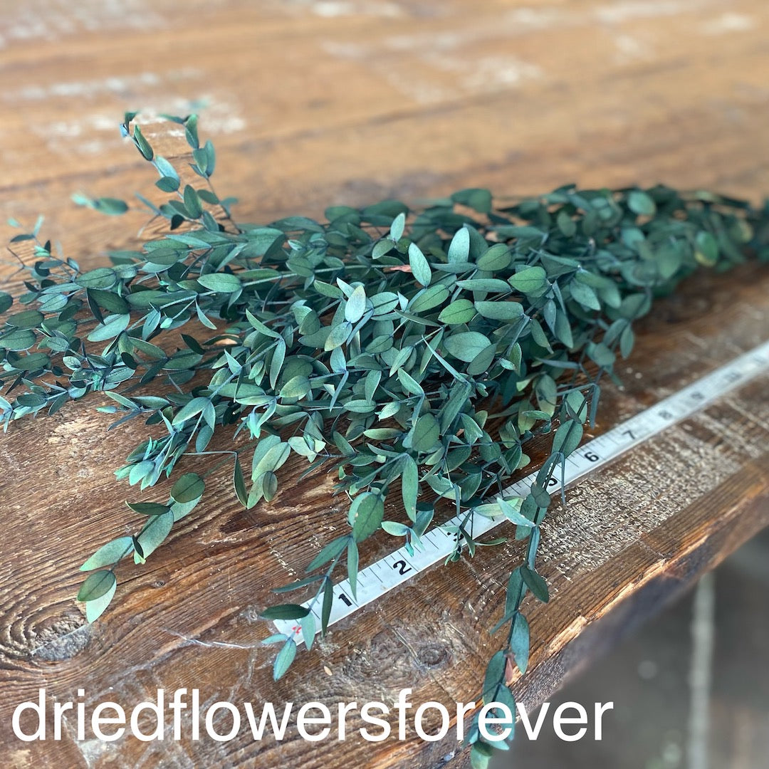 Preserved parvfolio green dried flowers DIY